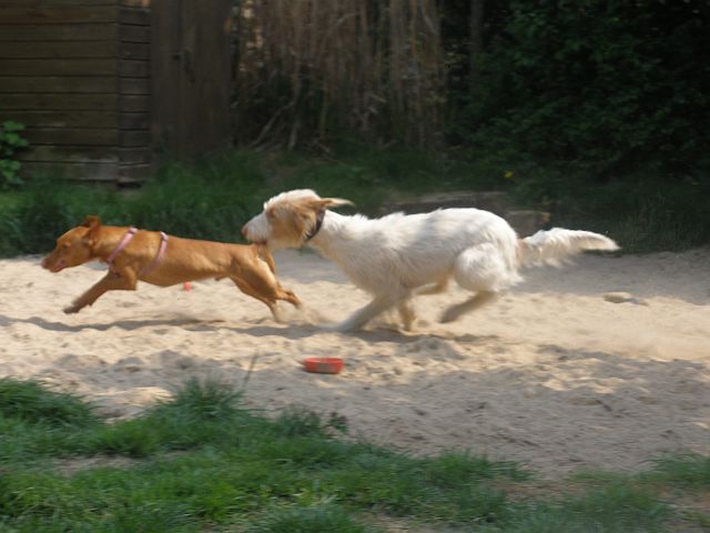 Lehmann und Pelle2.jpg