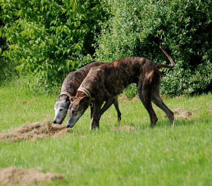 DSC_0446klein.jpg