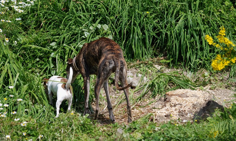 DSC_0517klein.jpg