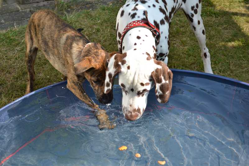 Lily hat deutlich weniger (Wasser) Berührungsängste
