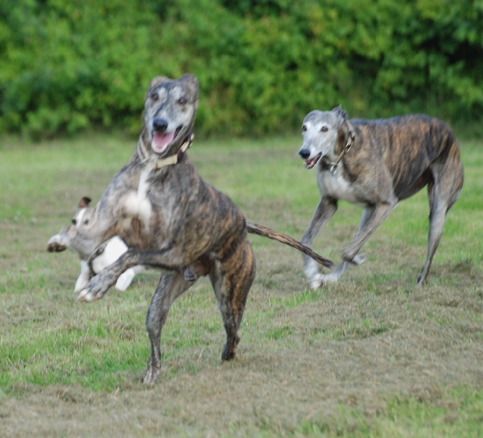 auf der Hundewiese.jpg