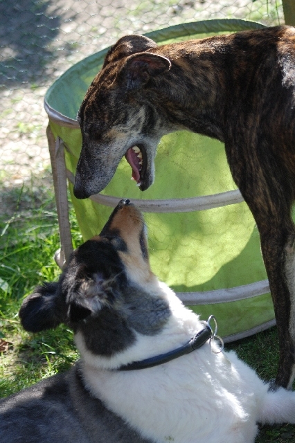 fremder Rüde im Garten.jpg