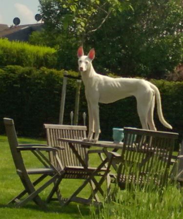 Tilda hat auf dem Tisch eine bessere Aussicht.JPG