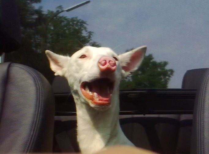 Best Life is Cabrio Drive Yeah.JPG