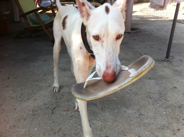 Estel mit Flip-Flop.jpg