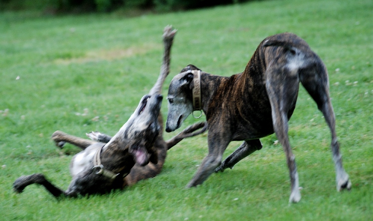 DSC_1271k.jpg