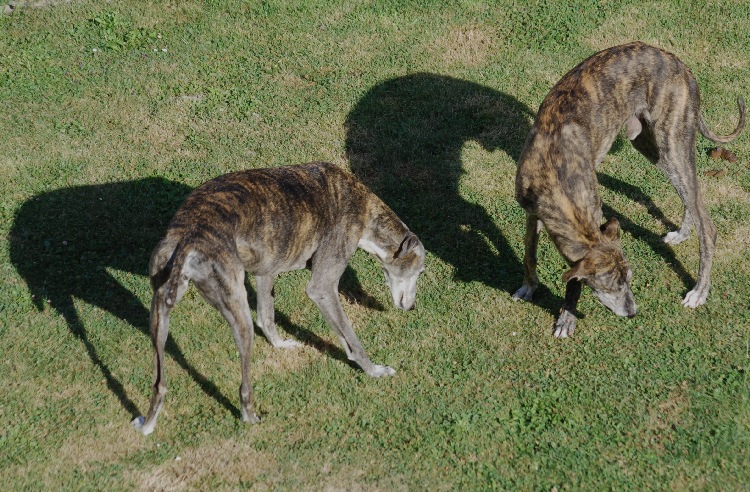 Schatten.jpg