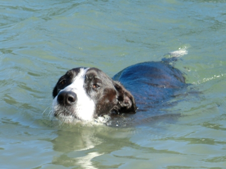 und schwimme.JPG