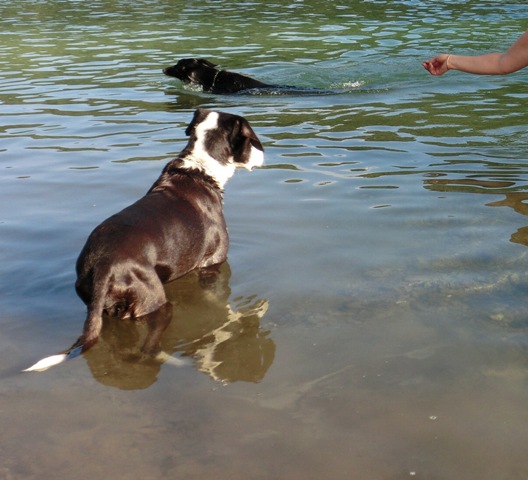 Bronco auf dem Weg ins Wasser.JPG