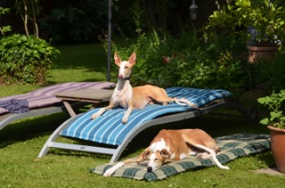 Summerfeeling.jpg