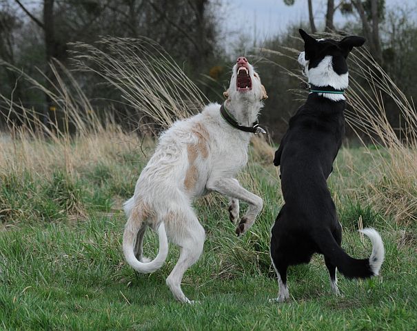 Jungs 4.jpg