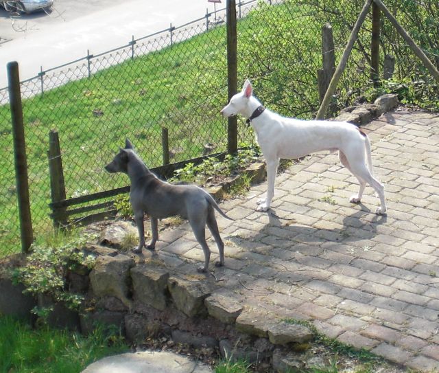 Auris und Sapphira1.jpg