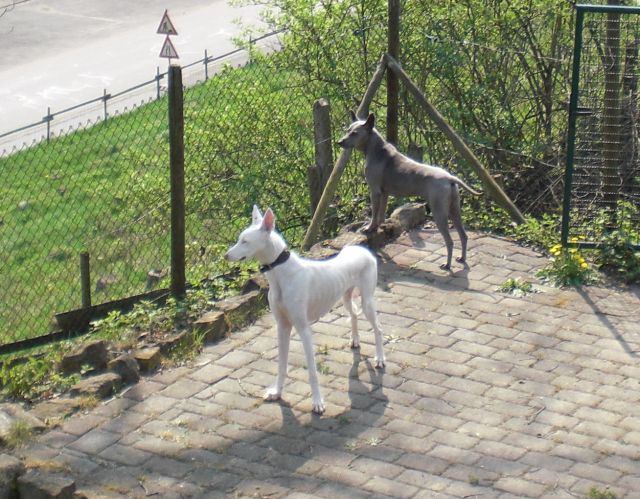 Auris und Sapphira2.jpg