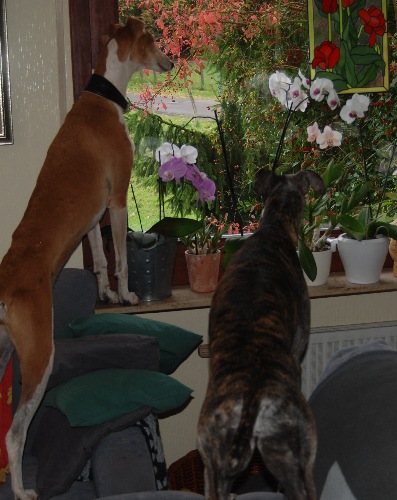 DSC_0011k.jpg