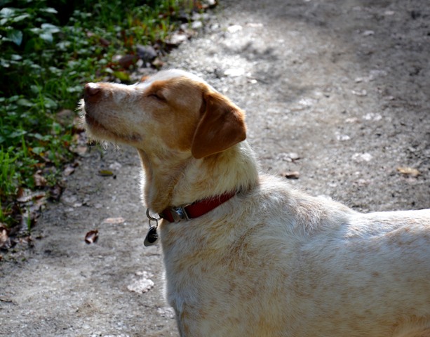 DSC_0532.JPG