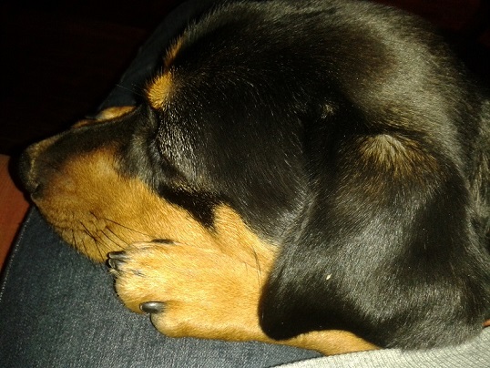 Abendkuscheln 3.jpg