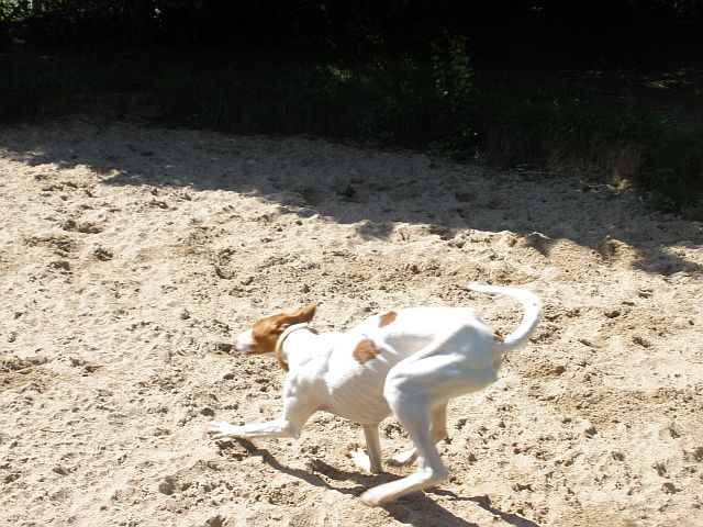 Eschet5.jpg