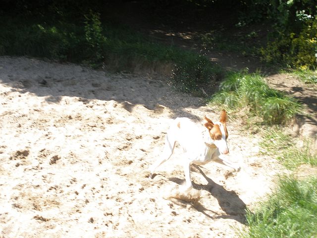 Eschet6.jpg