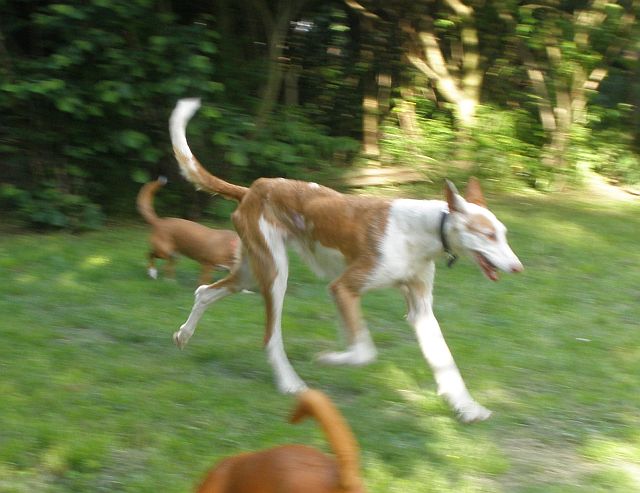 Flexa Lauf.jpg