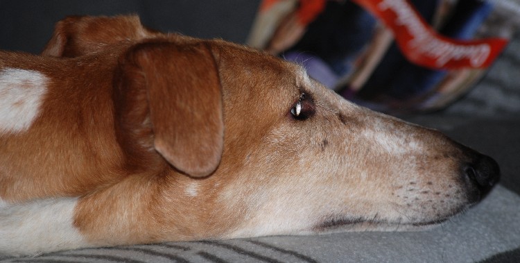 DSC_0269k.jpg