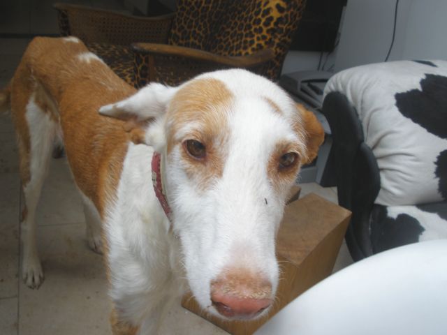 Flecha Face2.jpg