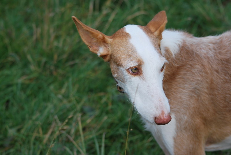 DSC_0178.jpg