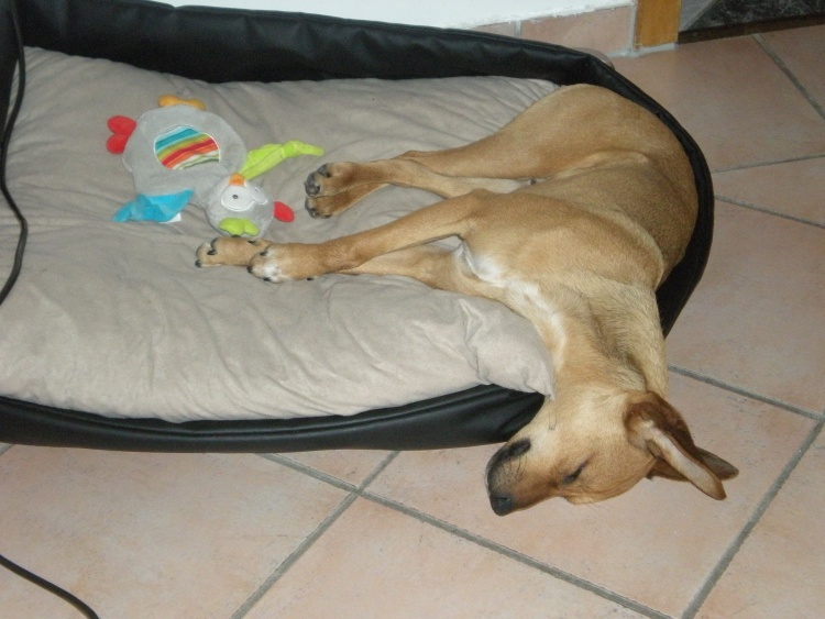 jasper im koma.jpg