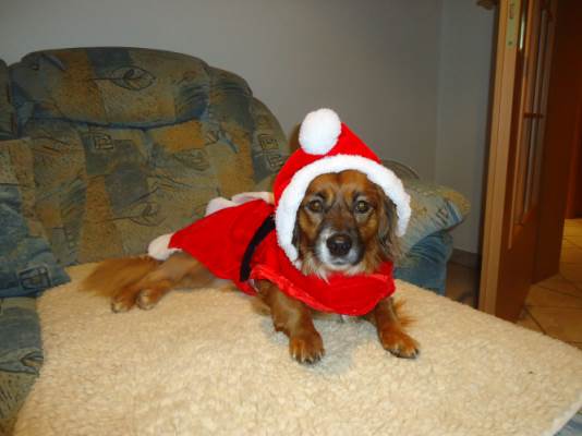 Lucky als Nikolaus 001.JPG