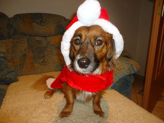 Lucky als Nikolaus 003.JPG