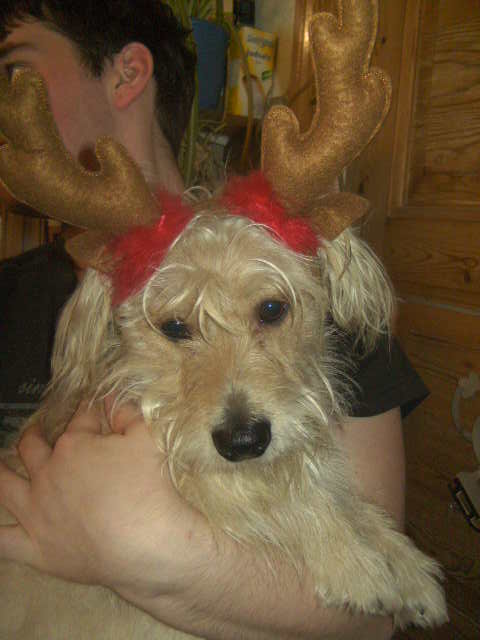 Weihnachts Franz.JPG