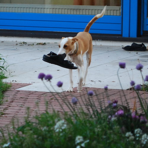 DSC_0003.jpg