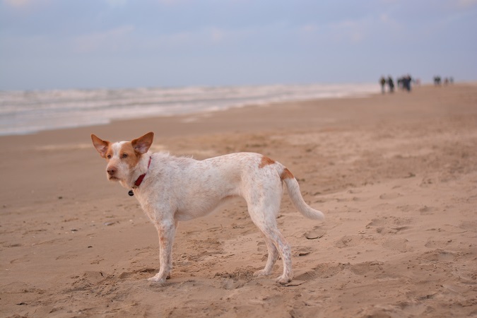 DSC_0235.jpg