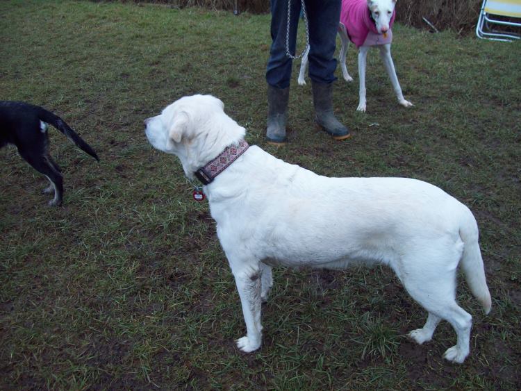 Margie, Hundewiese 2.2.14 003 klein.jpg