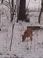 Im Schnee1.jpg