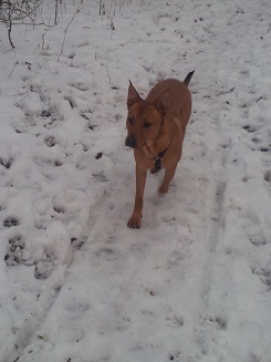 imschnee2.jpg