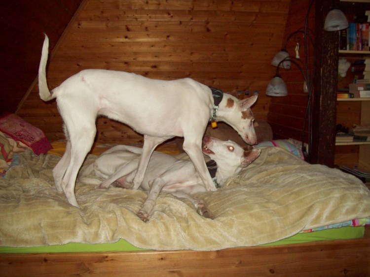 Tap und Quini spielen 002 klein.jpg