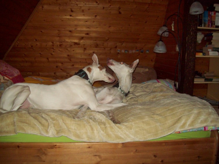 Tap und Quini spielen 003 klein.jpg
