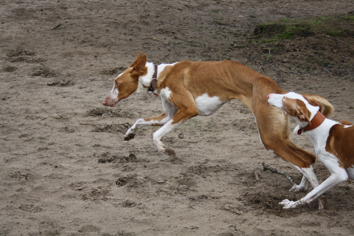 IMG_5742-Boris, Saartje.jpg