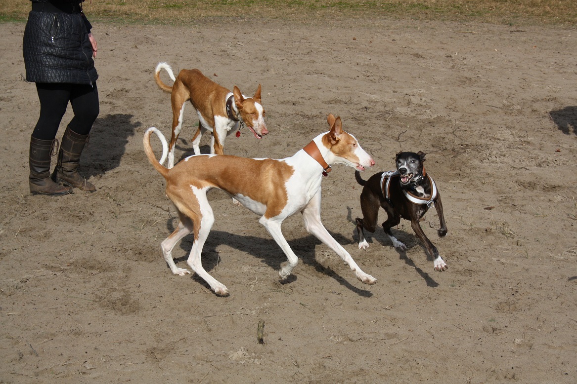 IMG_5828-Boris, Saartje, Isis boos.jpg