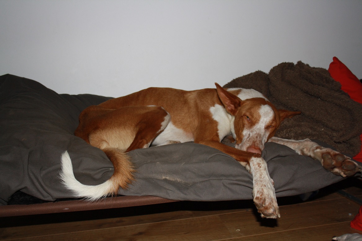 IMG_5959-Boris op zijn bed.jpg