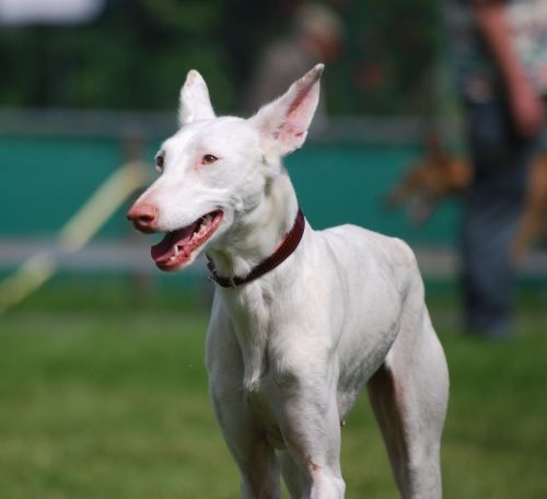 Kaja von vorn 500.jpg