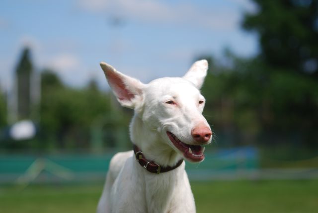 Kaja von vorn2 640.jpg