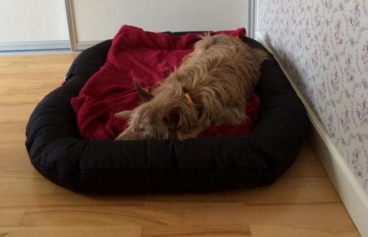rocky-bett.jpg