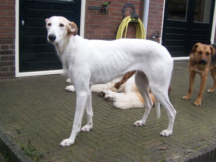 Herschaalde kopie van Angelvoordeur.jpg