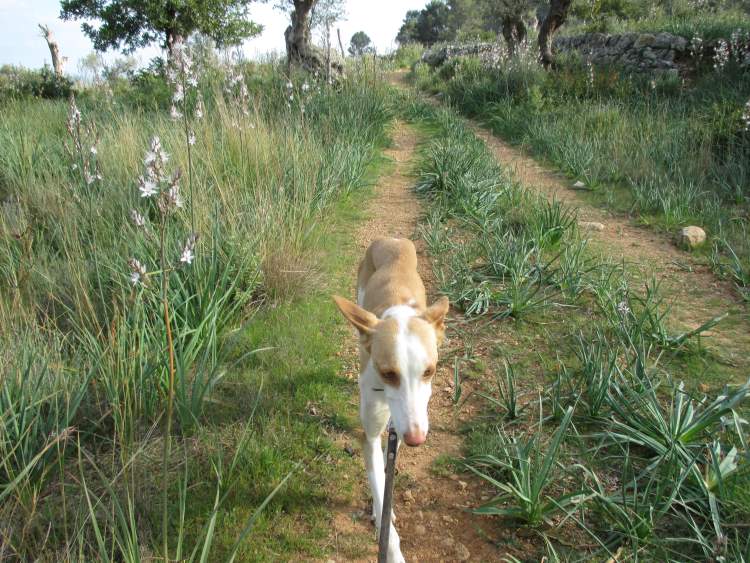 Spaziergang 2.jpg