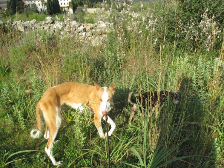 Spaziergang 4.jpg