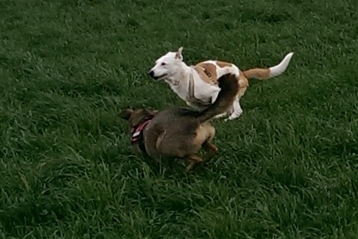 Rocky_neu1.jpg
