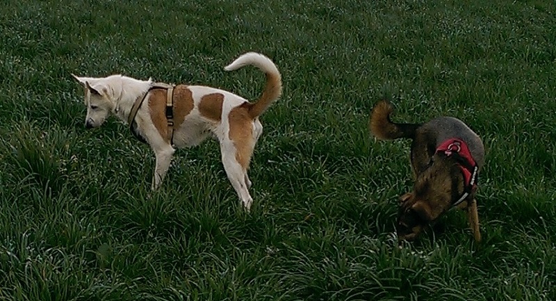 Rocky_neu2.jpg