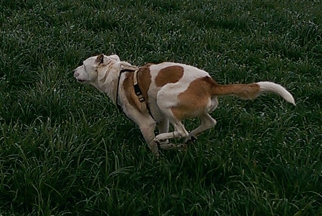 Rocky_neu3.jpg