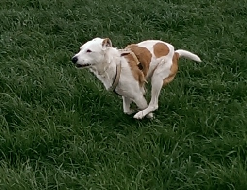 Rocky_neu4.jpg
